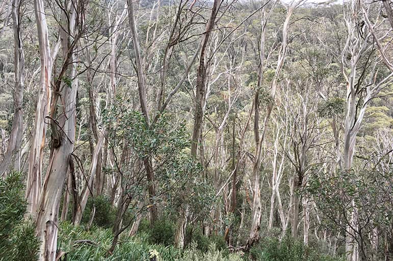 Hiking Tips for Australian Alps